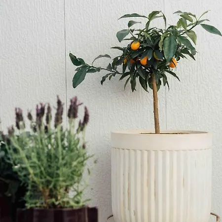 Clemonte - Your Reception-less Boutique Hideaway 5*